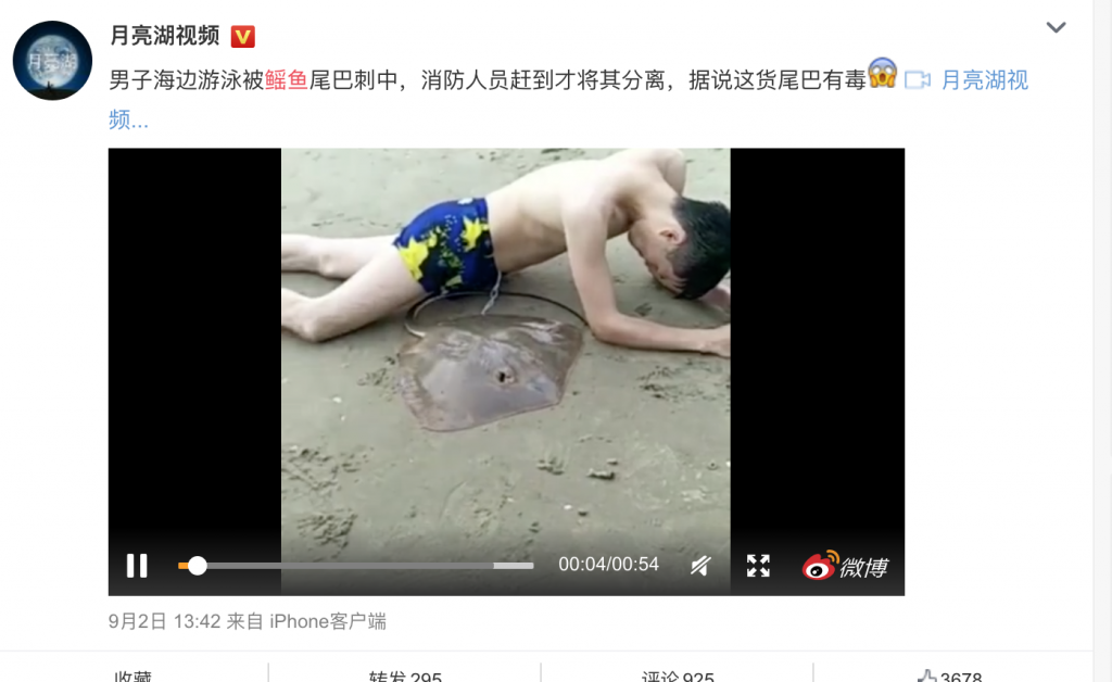 これは痛いっ！エイに股間をクリーンヒットされ激痛悶絶する映像が中国で拡散！