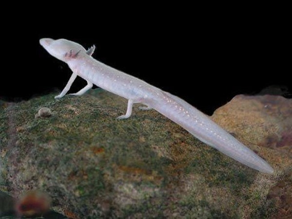 texas-blind-salamander-photo-u1