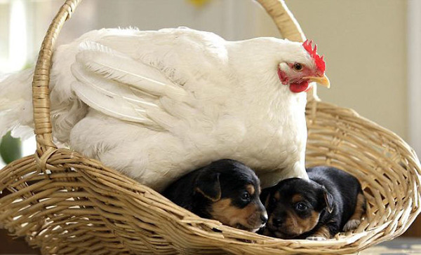hens-adopt-animals-5979b1f939d25__700