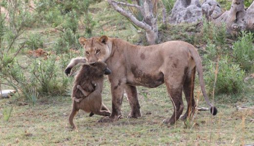 ライオンがヒヒの子を殺さず保護する感動的なシーンがサバンナで話題に