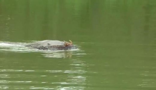 【謎の生物】ブルネイの川で発見された奇妙な生物が発見され話題となっている！