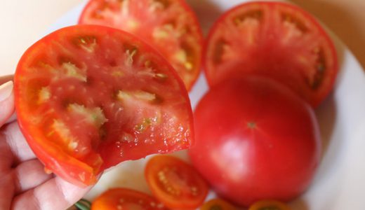 北海道旭川市にある、とある農場のトマトを食べてみた結果！有機農法のトマトはメチャ旨だった！
