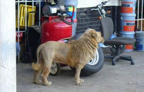 ライオンのような犬「ライドッグ」が発見され話題を呼ぶ
