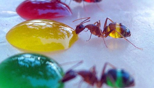蟻に「色水」を吸わせた結果が「鮮やか過ぎる」と話題に