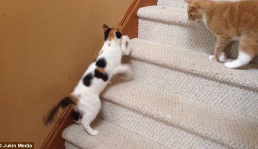 【んしょんしょ】巨大トイレットペーパー運びながら階段を登るネコが話題に