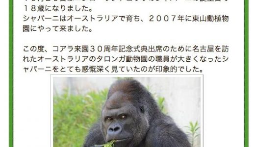 ウホッ本当に「イケメン」！名古屋東山動物園のゴリラがネットで話題に