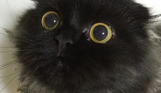【ジジかよ】真っ黒でまん丸の目を持ったネットで最もかわいい猫が話題に