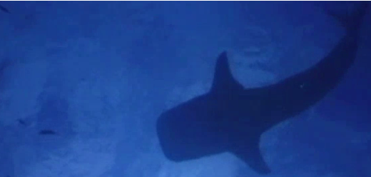 【ザワザワ】ベリーズの海にて未だ誰も見たことがない新種のサメが発見される