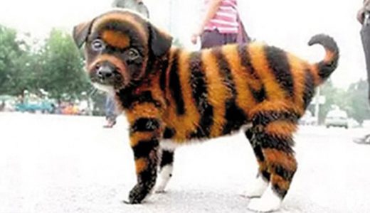 【これは酷い】なんじゃこりゃ！中国でトラにそっくりな犬「タイガー犬」を爆誕させる