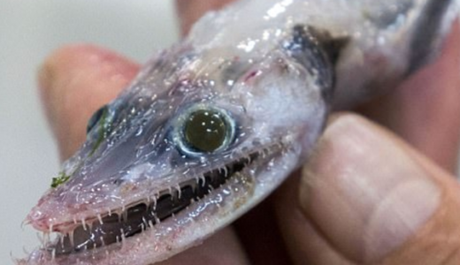 【怖すぎ】数百の「歯」を持ちトカゲの顔をしたイカのような体の魚がオーストラリアで発見される！