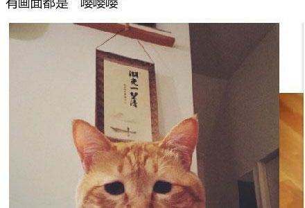 【悲報】便秘(´・ω・｀)の顔のような表情をする「太った猫」が海外で話題に