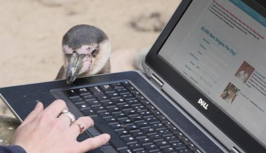 【マジかよ！】孤独なペンギン、出会い系サイトでパートナーを募集する
