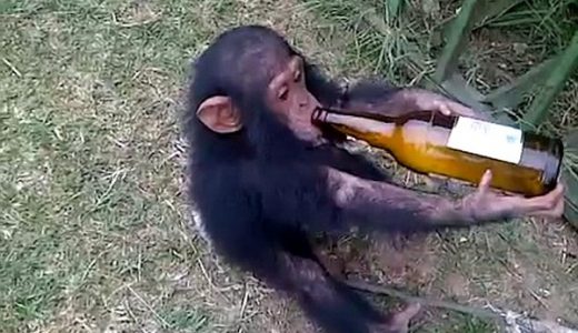 【悲報】アル中になった赤ちゃんチンパンジー、飼い主がビールをくれず怒り狂う動画に批判