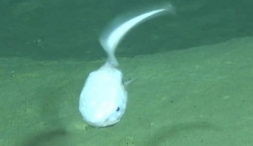 【何だこれ】巨大オタマジャクシ＋ウナギのような深海生物が発見される！不気味すぎ