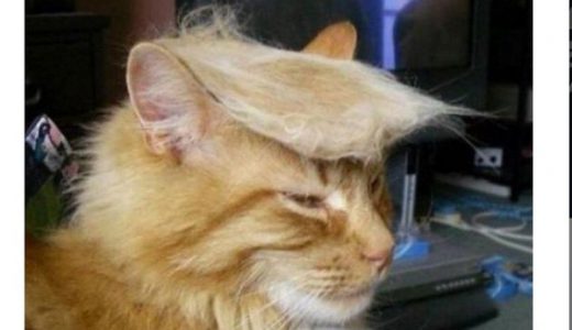 【これは許した】大統領候補トランプ氏そっくりの「ネコ」ツイッターで爆発的流行！当選間違いなし！