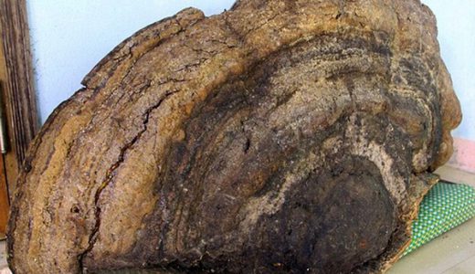 【画像あり】デカすぎ！ベトナムで「数千年」の超巨大キノコが発見される！