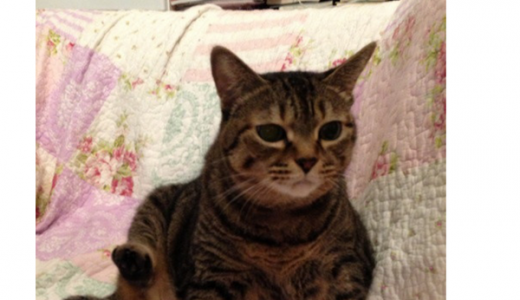 訃報、中川翔子さんの愛猫「マミタス」さん亡くなる。ネットでも悲しみの声が寄せられる。