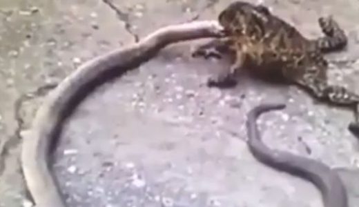 【これは衝撃】ヘビ対カエルでカエルがヘビを食べるシーンが撮影される！