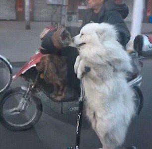 【２度見】犬がスケートに、えっ！？すごい上手に乗るんですけど！と中国で話題に