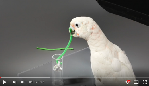 【鳥だけに】トリッキーに餌を調達するオウムの実験が話題となる！