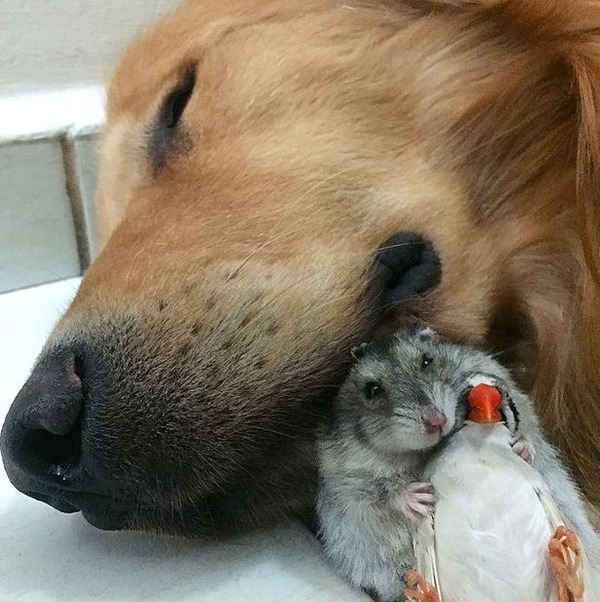 リアルディズニー 犬と鳥とハムスターが仲良く寝る姿が話題に 秒刊sunday