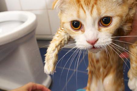 【ギャア】これは酷い！ネコを風呂に入れると衝撃的な顔をすると話題に