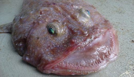 【不気味過ぎ】ドロドロ体液とギザギザ鋭利な口を持った謎の深海魚が発見される