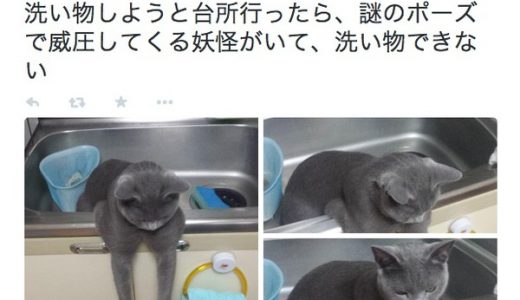 【ネコ】台所に謎のポーズの猫妖怪が現れたとツイッターで話題に