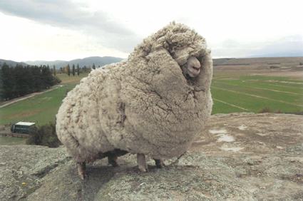 6年間毛刈りを逃亡した羊「シュレック」が凄いと話題に