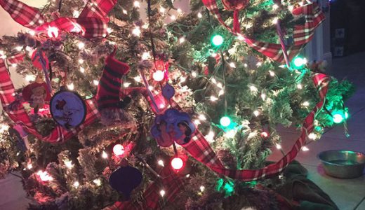 【クリスマスの奇跡！】猫がクリスマスツリーの下に置いたクリスマスプレゼントが世界中を感動させている！