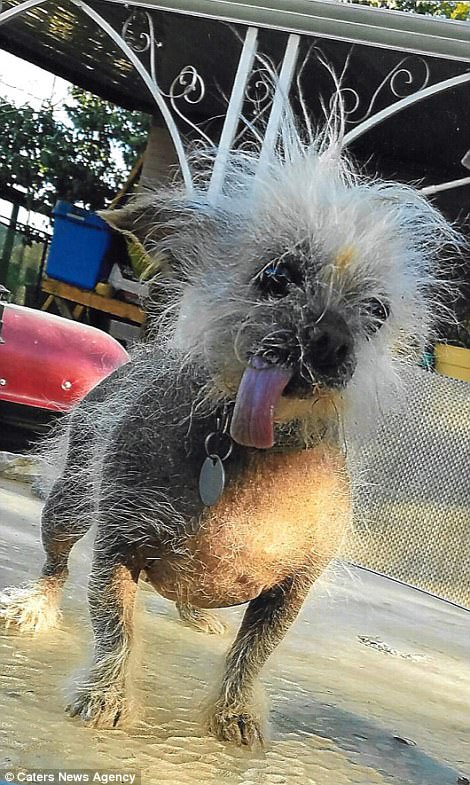 バイオ犬 世界で最も醜い犬２０１７の出場犬で 打線組んだ と話題に 秒刊sunday