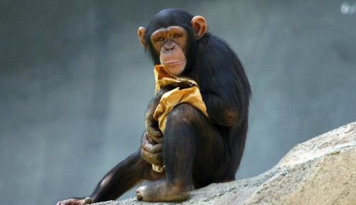 【超頭いい！】チンパンジーは釣りをするらしいぞ！道具を使って狩りをする動物3選！