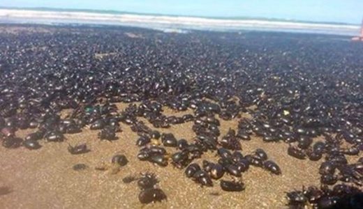 【ビートルマニア】アルゼンチンの海岸に数百万匹のカブトムシが沸く！衝撃的な絵だと話題に