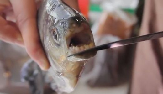 【タマヒュン】ブラジルの恐怖の魚「パクー」が男性にとって恐れるべき魚だと話題に