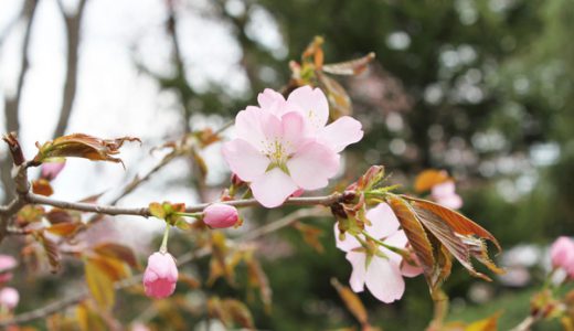 全国初、高知で桜開花！北海道はまだまだ雪！