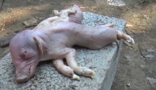 【閲覧注意】２つの体と８本の足を持つ不思議な子豚が発見され話題となる！