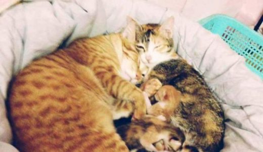 【心打たれる】パパ猫がママ猫と子猫たちを見守っている写真。こ、これは癒しだぞ