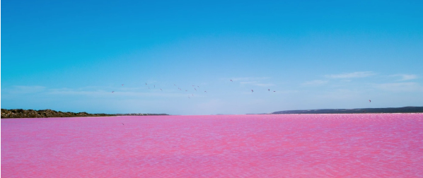 何コレ可愛い ピンク好きに朗報 ある場所の湖が 真っピンクになるらしい 秒刊sunday