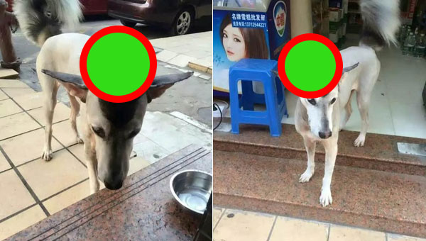 衝撃写真 衝撃的なヘアスタイルのワンちゃん が発見される 何犬なのこれ 秒刊sunday