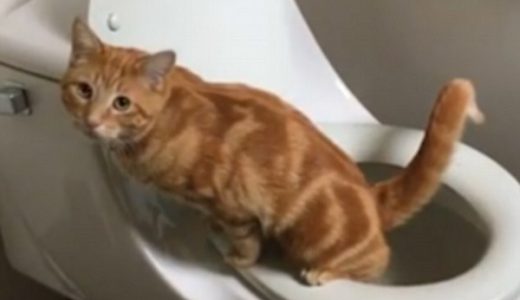 【なにこれ可愛い】ネコが人間用便器でおトイレする姿が可愛いと話題に