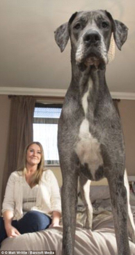 巨大すぎ 世界一でかい犬が想像以上にでかすぎる と話題に 秒刊sunday