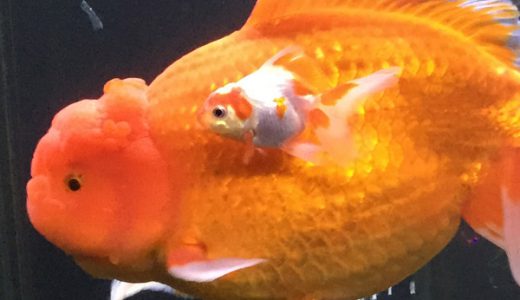 iPhone6よりデカイ金魚に会える「Aquarium2015」に行ってきた