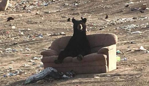 リラックマかよ！ゴミ捨て場のソファで優雅にくつろぐ「クマ」が話題に