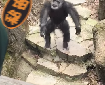 【悲報】これは汚い！動物園のチンパンジー「お婆さん」目がけて「●」投げ、クリティカルヒット！