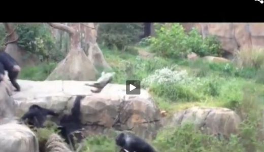 チンパンジーがアライグマをフリスビーのように投げて遊ぶ恐ろしい動画