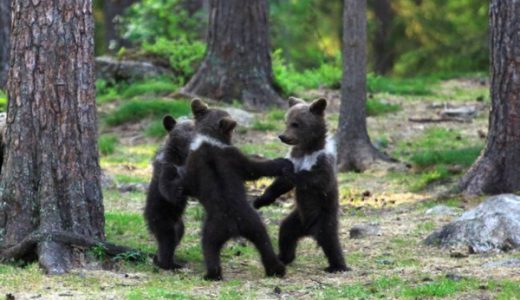 おとぎ話のように3匹の森のクマさんがダンスする姿がカワイイ！と話題に