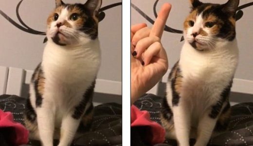 【猫大激怒】ネコに中指を立ててみた結果→大激怒される動画が話題に