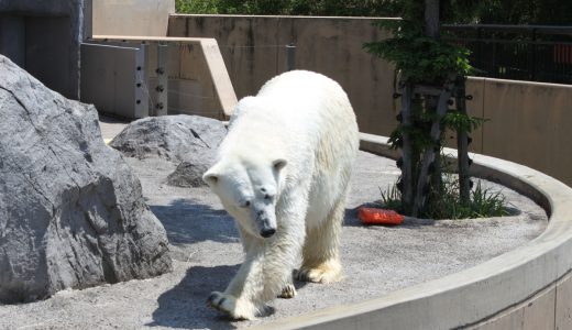 北海道なのにクソ暑い！猛暑に耐え切れずプールで暑さをしのぐ旭山動物園のホッキョクグマが話題に！