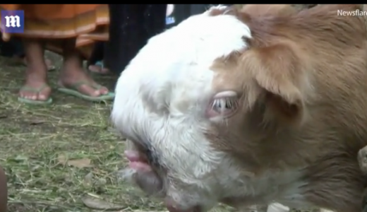 顔が「ペルシャ猫」のような謎の牛がインドネシアで産まれる