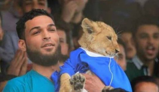 猫じゃない！ライオンの子とサッカー観戦！パレスチナのサッカー競技場で羨ましい光景が目撃される